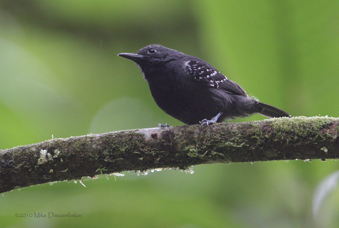 Slaty Antwren (Myrmotherula schisticolor) photo image