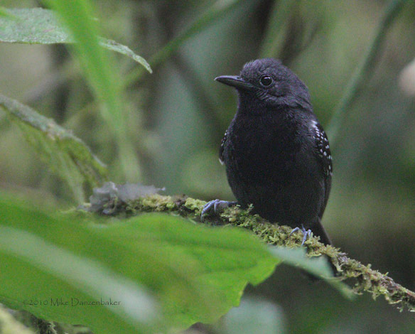 Slaty Antwren (Myrmotherula schisticolor) photo image