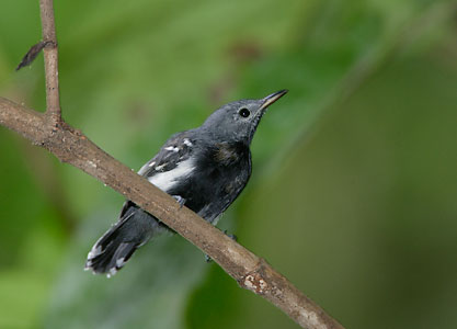 White-flanked Antwren (Myrmotherula axillaris) photo image
