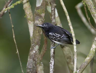 White-flanked Antwren (Myrmotherula axillaris) photo image