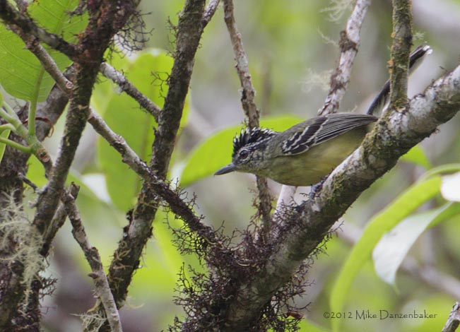 Yellow-breasted Antwren (Herpsilochmus axillaris) photo