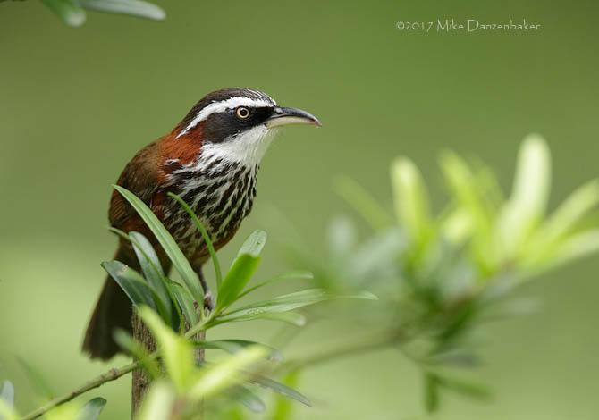Taiwan Scimitar Babbler (Pomatorhinus musicus) photo