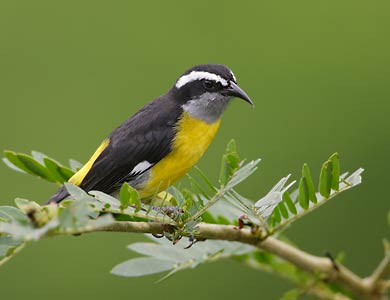 Bananaquit (Coereba flaveola) photo image