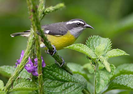 Bananaquit (Coereba flaveola) photo image