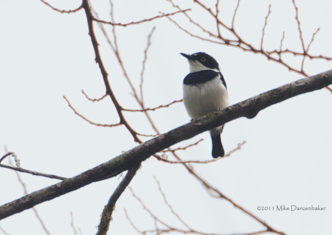 Fernando Po Batis (Batis poensis) photo