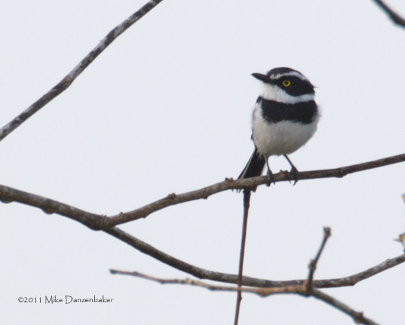 Senegal Batis (Batis senegalensis) photo