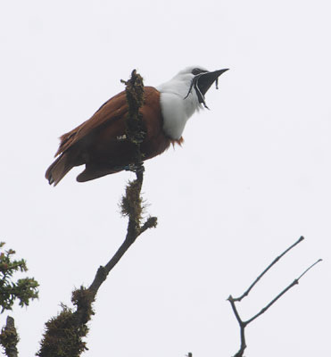 Three-wattled Bellbird (Procnias tricarunculatus) photo image