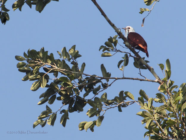 Three-wattled Bellbird (Procnias tricarunculatus) photo image