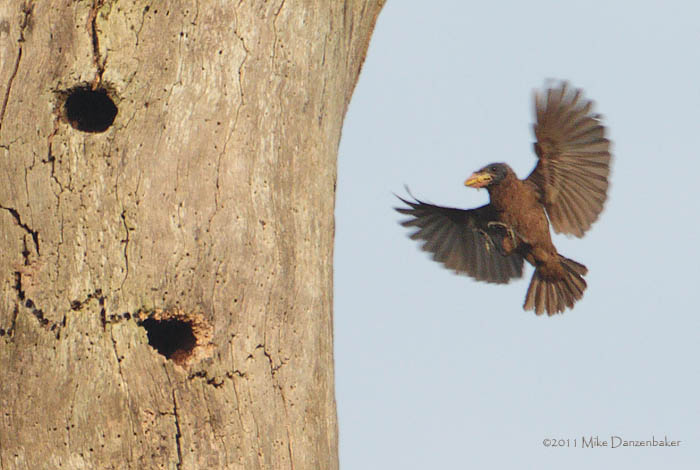Naked-faced Barbet (Gymnobucco calvus) photo