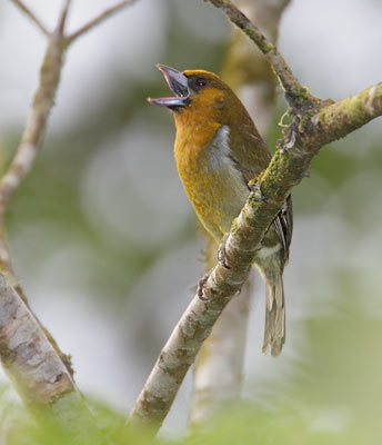 Prong-billed Barbet (Semnornis frantzii) photo image