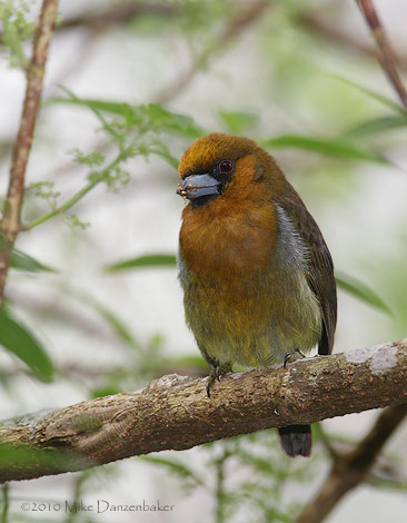 Prong-billed Barbet (Semnornis frantzii) photo image