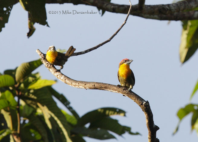 Scarlet-crowned Barbet (Capito aurovirens) photo image