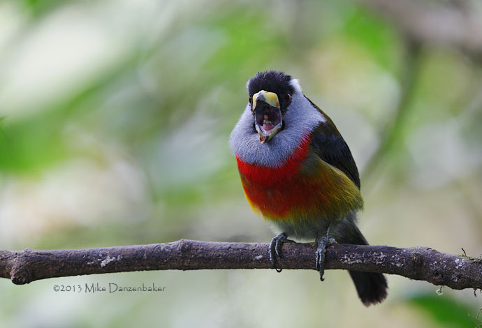 Toucan Barbet (Semnornis ramphastinus) photo image