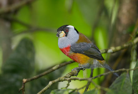 Toucan Barbet (Semnornis ramphastinus) photo image