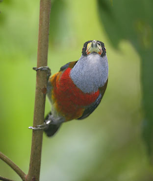 Toucan Barbet (Semnornis ramphastinus) photo image