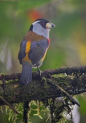Toucan Barbet (Semnornis ramphastinus) photo image