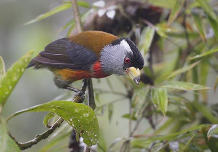 Toucan Barbet (Semnornis ramphastinus) photo image