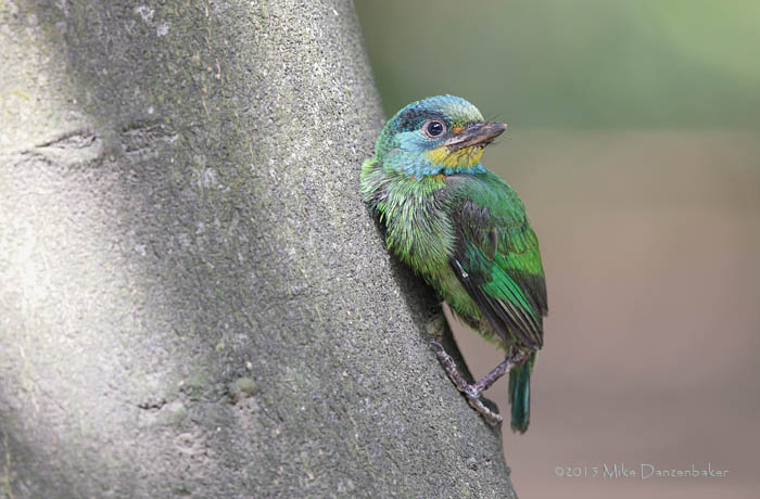 Taiwan Barbet (Megalaima nuchalis) photo
