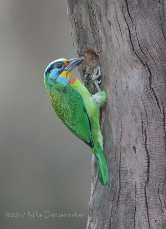 Taiwan Barbet (Megalaima nuchalis) photo image