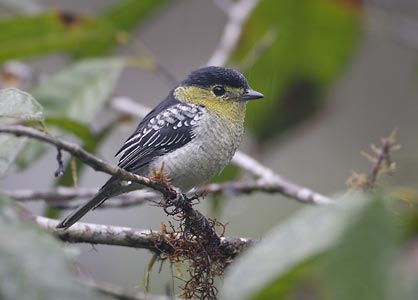 Barred Becard (Pachyramphus versicolor) photo image