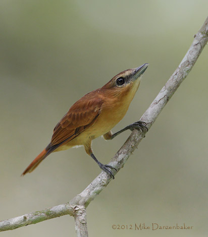 Cinnamon Becard (Pachyramphus cinnamomeus) photo