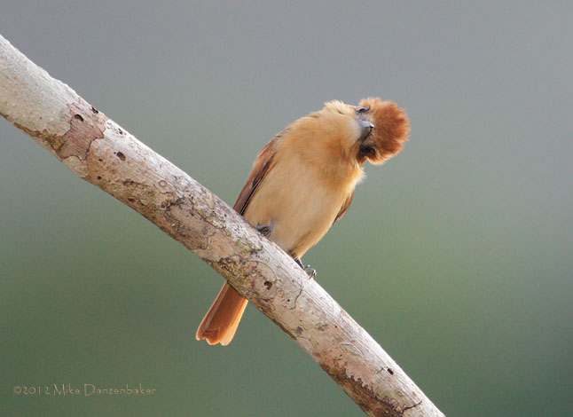 One-colored Becard (Pachyramphus homochrous) photo image