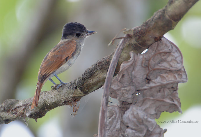Rose-throated Becard (Pachyramphus aglaiae) photo image
