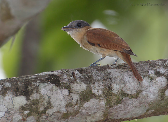 Rose-throated Becard (Pachyramphus aglaiae) photo image