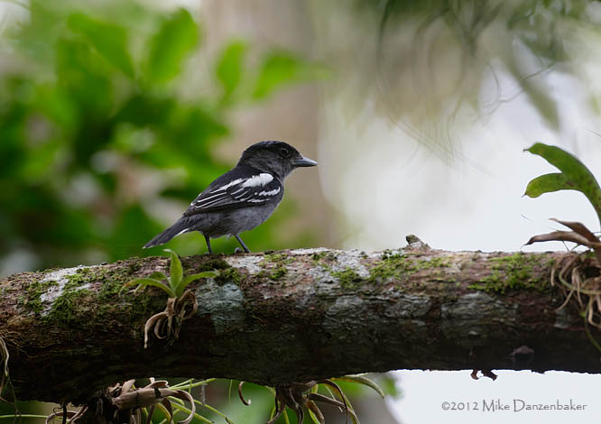 White-winged Becard (Pachyramphus polychopterus) photo