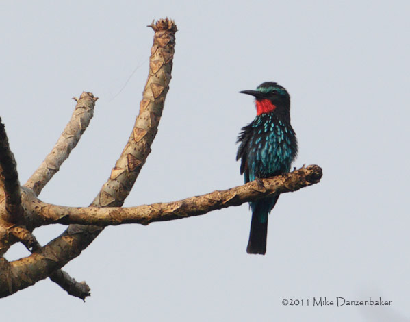 Black Bee-eater (Merops gularis) photo