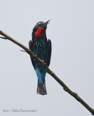 Black Bee-eater (Merops gularis) photo