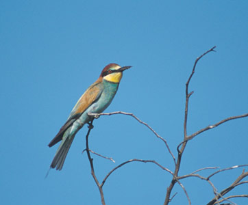 European Bee-eater (Merops apiaster) photo image