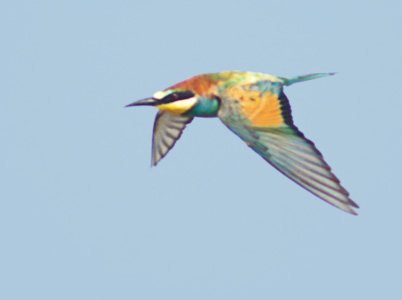 European Bee-eater (Merops apiaster) photo image