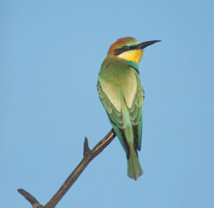 European Bee-eater (Merops apiaster) photo image