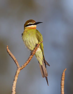 Olive Bee-eater (Merops superciliosus) photo