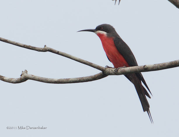 Rosy Bee-eater (Merops malimbicus) photo