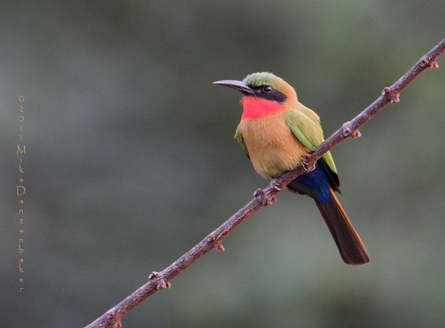 Red-throated Bee-eater (Merops bulocki) photo