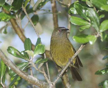 New Zealand Bellbird (Anthornis melanura) photo image