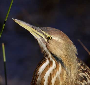 American Bittern (Botaurus lentiginosus) photo