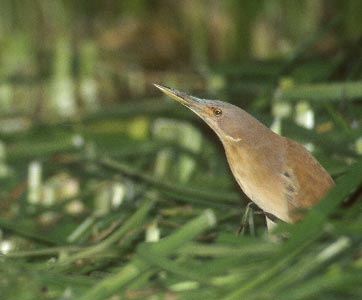 Cinnamon Bittern (Ixobrychus cinnamomeus) photo image