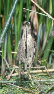 Cinnamon Bittern (Ixobrychus cinnamomeus) photo image