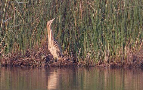 Eurasian Bittern (Botaurus stellaris) photo image