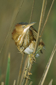 Least Bittern (Ixobrychus exilis) photo image