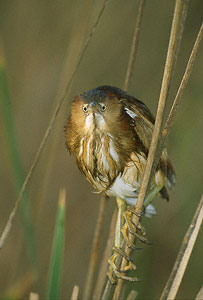 Least Bittern (Ixobrychus exilis) photo image