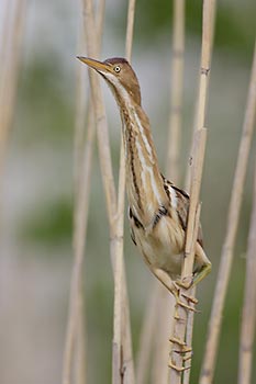 Least Bittern (Ixobrychus exilis) photo image
