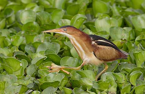 The Least Bittern