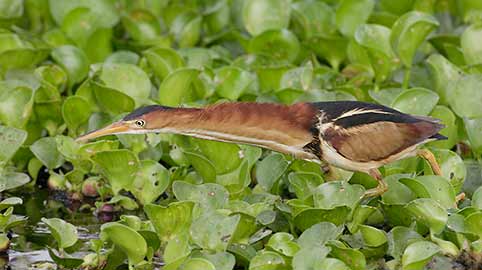 Least Bittern (Ixobrychus exilis) photo image