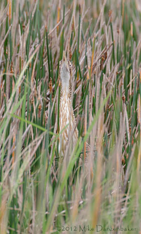 Pinnated Bittern (Botaurus pinnatus) photo