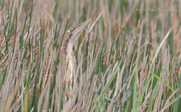 Pinnated Bittern (Botaurus pinnatus) photo