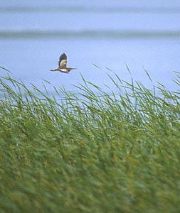 Yellow Bittern (Ixobrychus sinensis) photo image